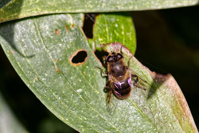 Close-up of insect on leaf