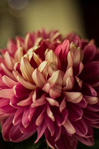 Close-up of dahlia blooming outdoors