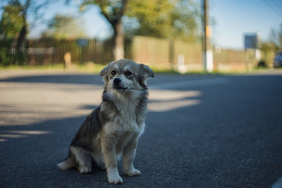 Portrait of dog on road