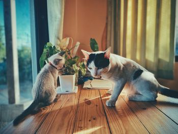 Cat looking away while standing on wooden table