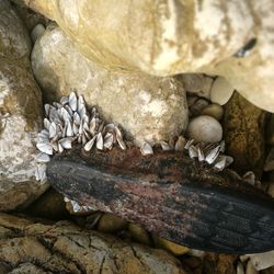Close-up of lizard on rock