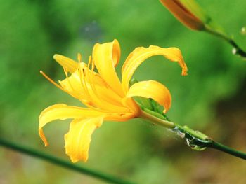 Close-up of day lily blooming outdoors