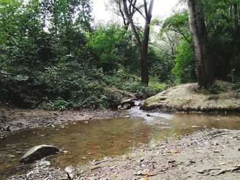 View of river flowing through forest