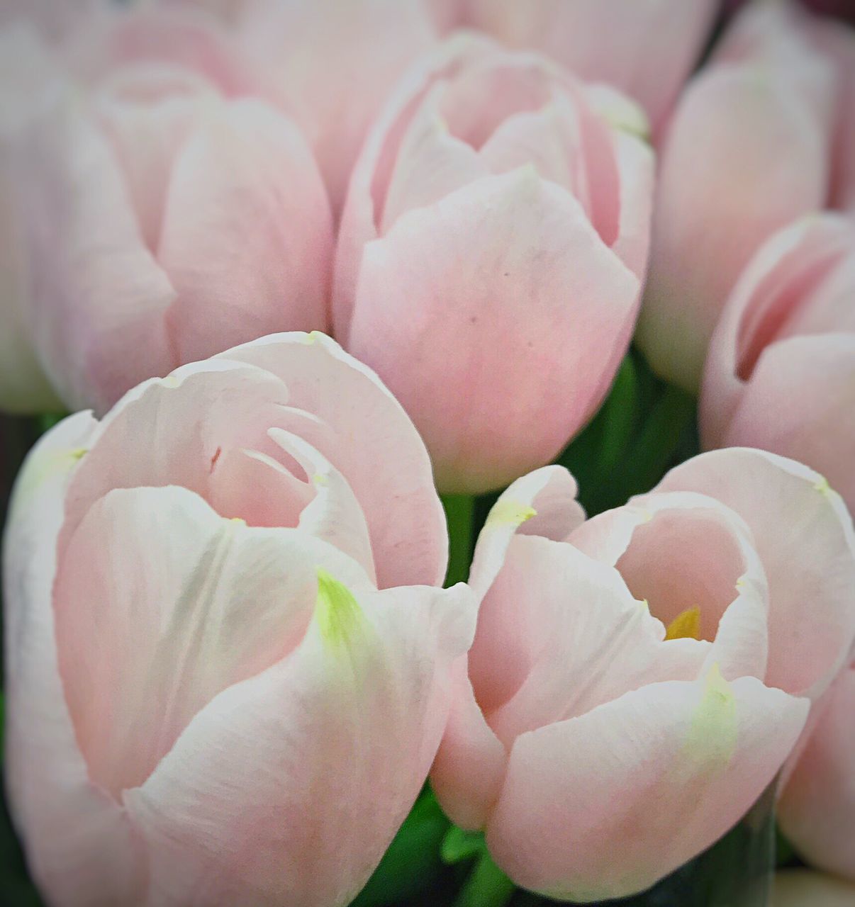 flower, petal, fragility, freshness, flower head, beauty in nature, growth, pink color, close-up, nature, plant, blooming, focus on foreground, rose - flower, pink, outdoors, in bloom, single flower, day, blossom