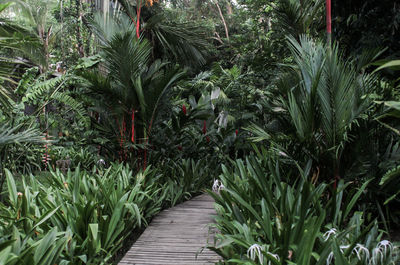 Palm trees growing outdoors