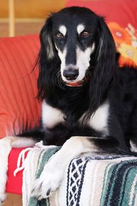 Close-up portrait of dog