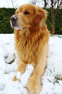 Dog looking away on snow covered land