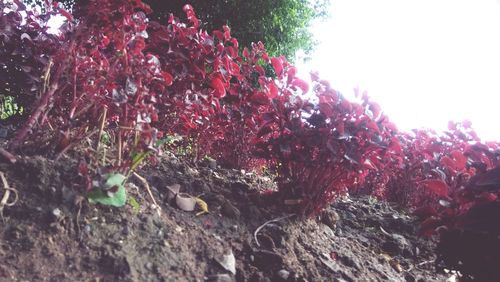 Plants growing on tree