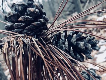 Close-up view of sticks