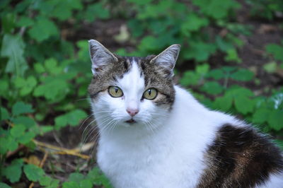 Close-up portrait of cat