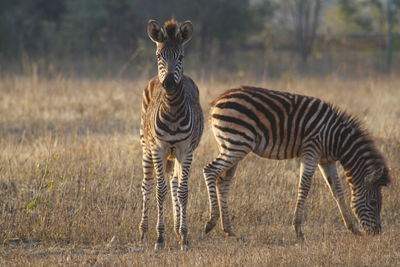 Portrait of zebra standing on field