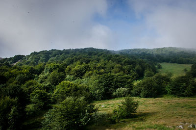 Scenic view of forest and mountains against sky