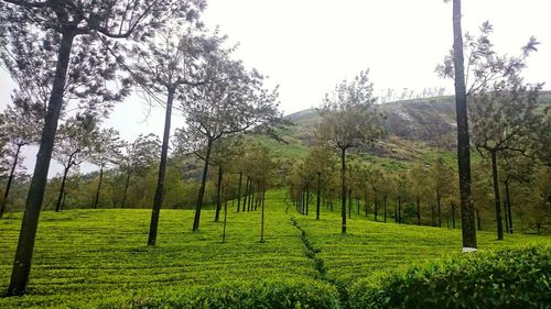 Trees on field