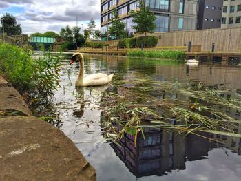 High angle view of ducks swimming in pond