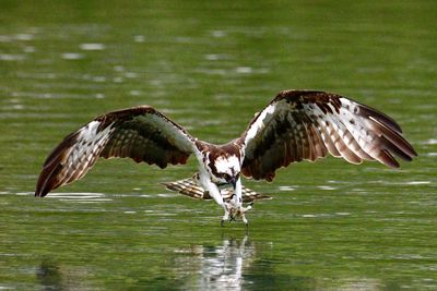 Bird flying over lake