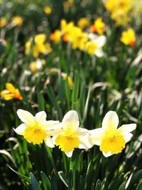 Close-up of yellow flowering plants on field