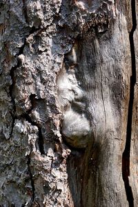 Full frame shot of tree trunk