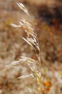 Close-up of plant growing on field