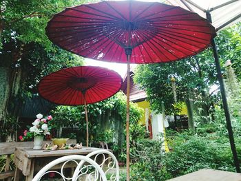 Low angle view of umbrellas hanging on tree