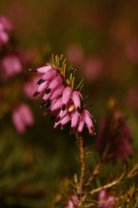 Close-up of pink flower blooming outdoors