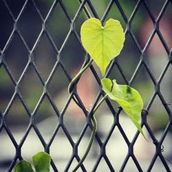 Chainlink fence seen through chainlink fence