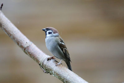 Close-up of bird perching on branch
