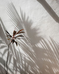 Close-up of flower shadows against the wall