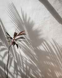 Close-up of white flower on bed