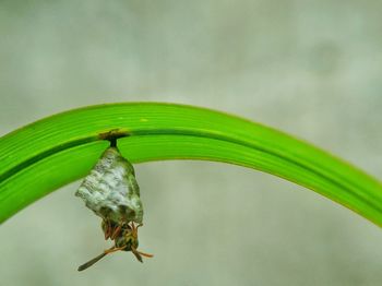 Close-up of insect on plant