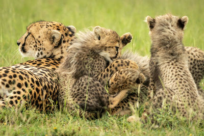 Cheetah lying by three cubs play fighting