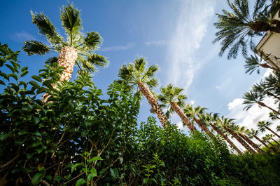 Low angle view of palm trees against sky