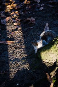 High angle view of bird on shadow