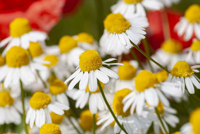 Daisy flower field close-up