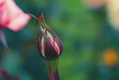 Close-up of red rose bud