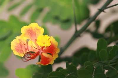 Close-up of yellow flower blooming outdoors