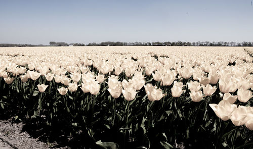 View of flowering plants on field against clear sky