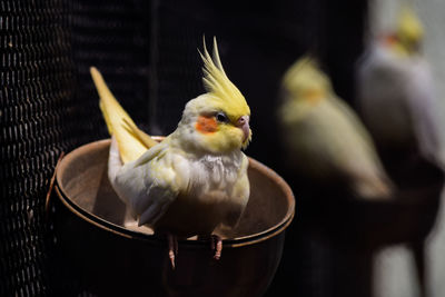 Close-up of bird perching