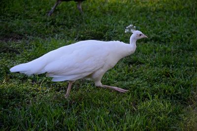 Close-up of bird perching on field