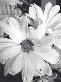 Close-up of white daisy blooming outdoors