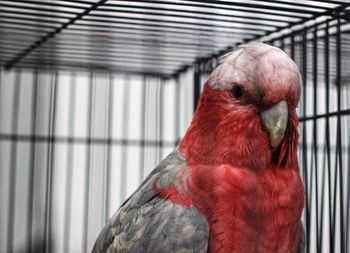 Close-up of a parrot in cage