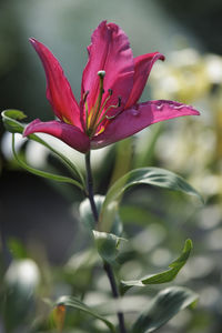 Close-up of red flowering plant