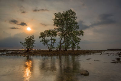 Trees against sky during sunset