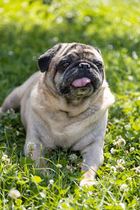 Close-up of pug