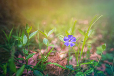 Close-up of purple flowering plant on field