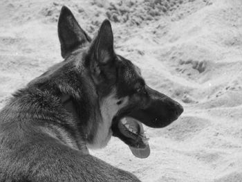 Close-up of a dog looking away