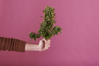 Cropped hand of woman holding plant