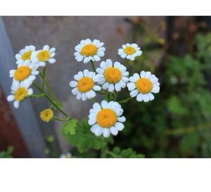 Close-up of flowers blooming outdoors