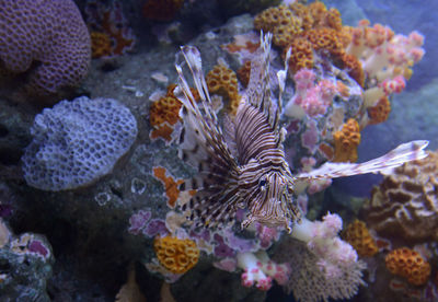 Close-up of lionfish in sea