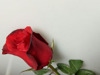 Close-up of red rose against white background