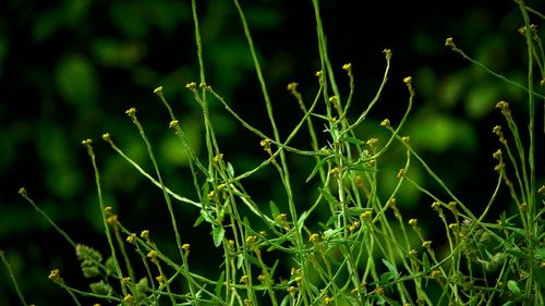 Close-up of grass growing on field